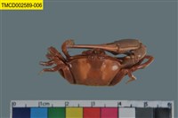 藏品(北方丑招潮蟹)的圖片